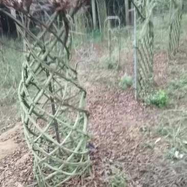 基地种植，上百件产品