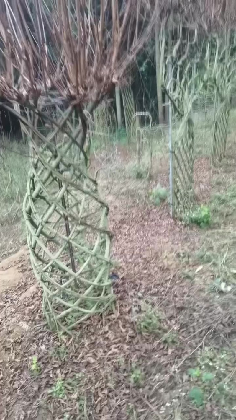 基地种植，上百件产品