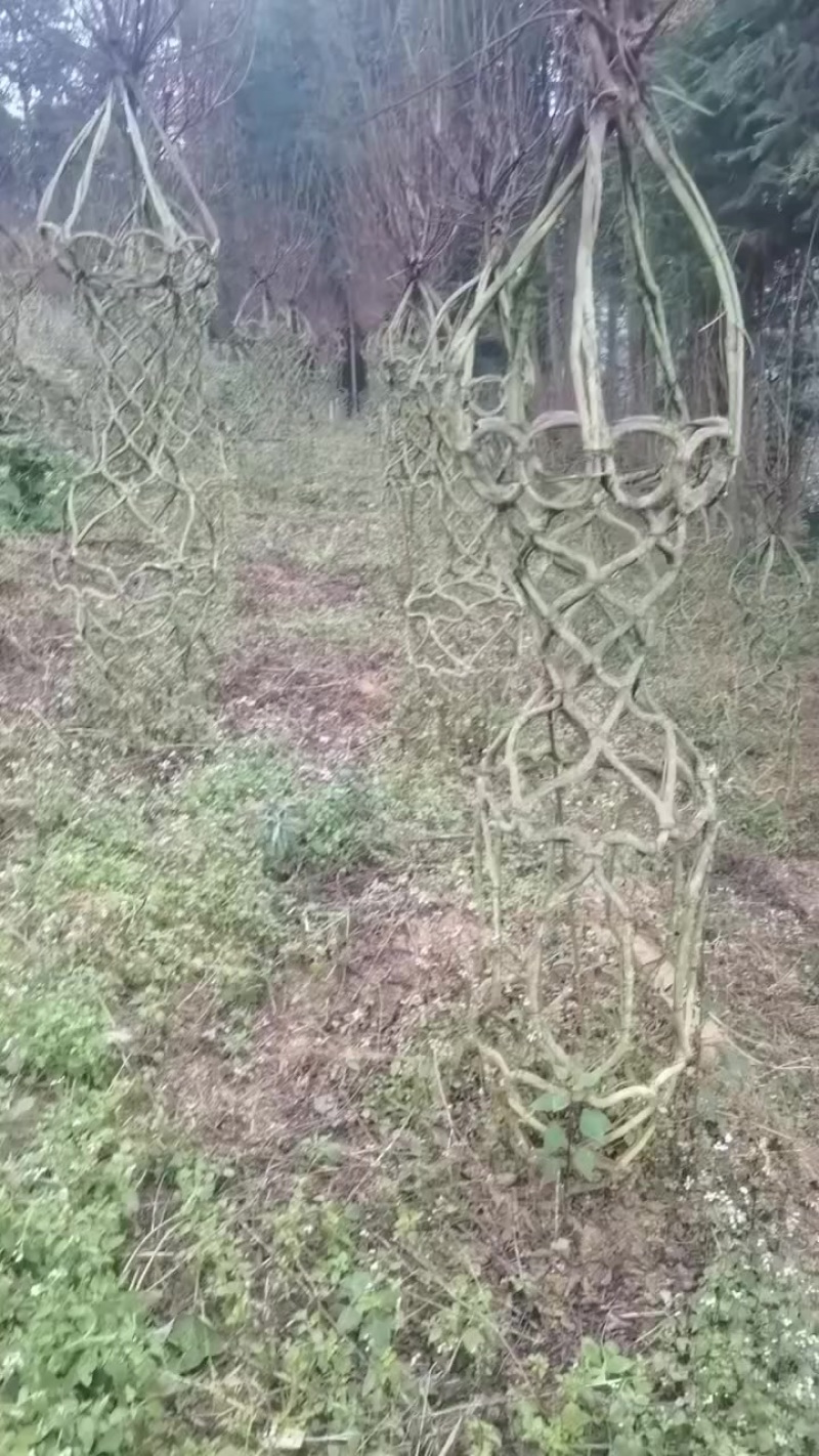 基地种植，上百件产品