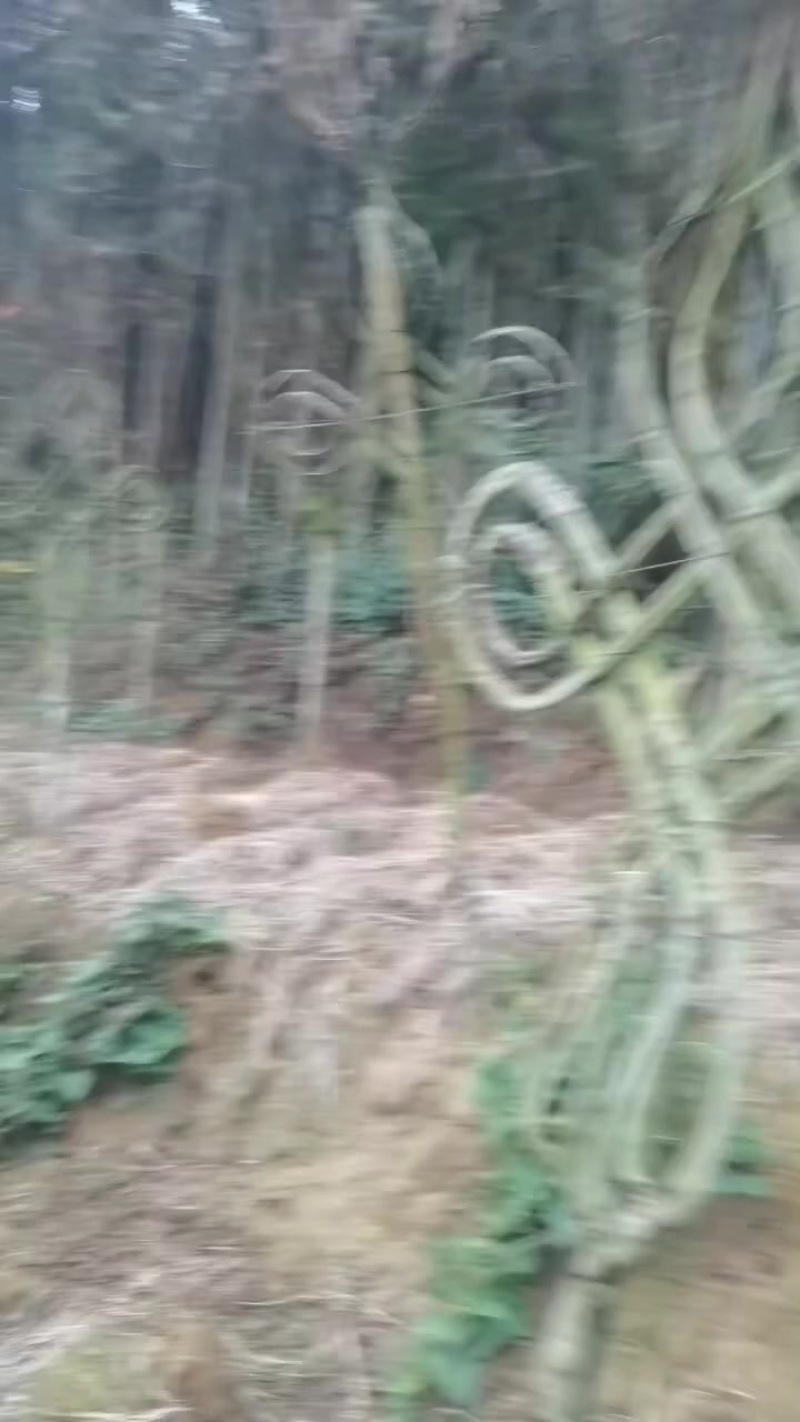 基地种植，上百件产品