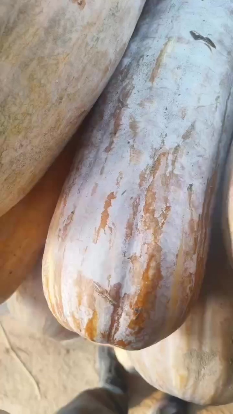 蜜本南瓜开始出货了
