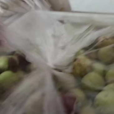 沾化冬枣
