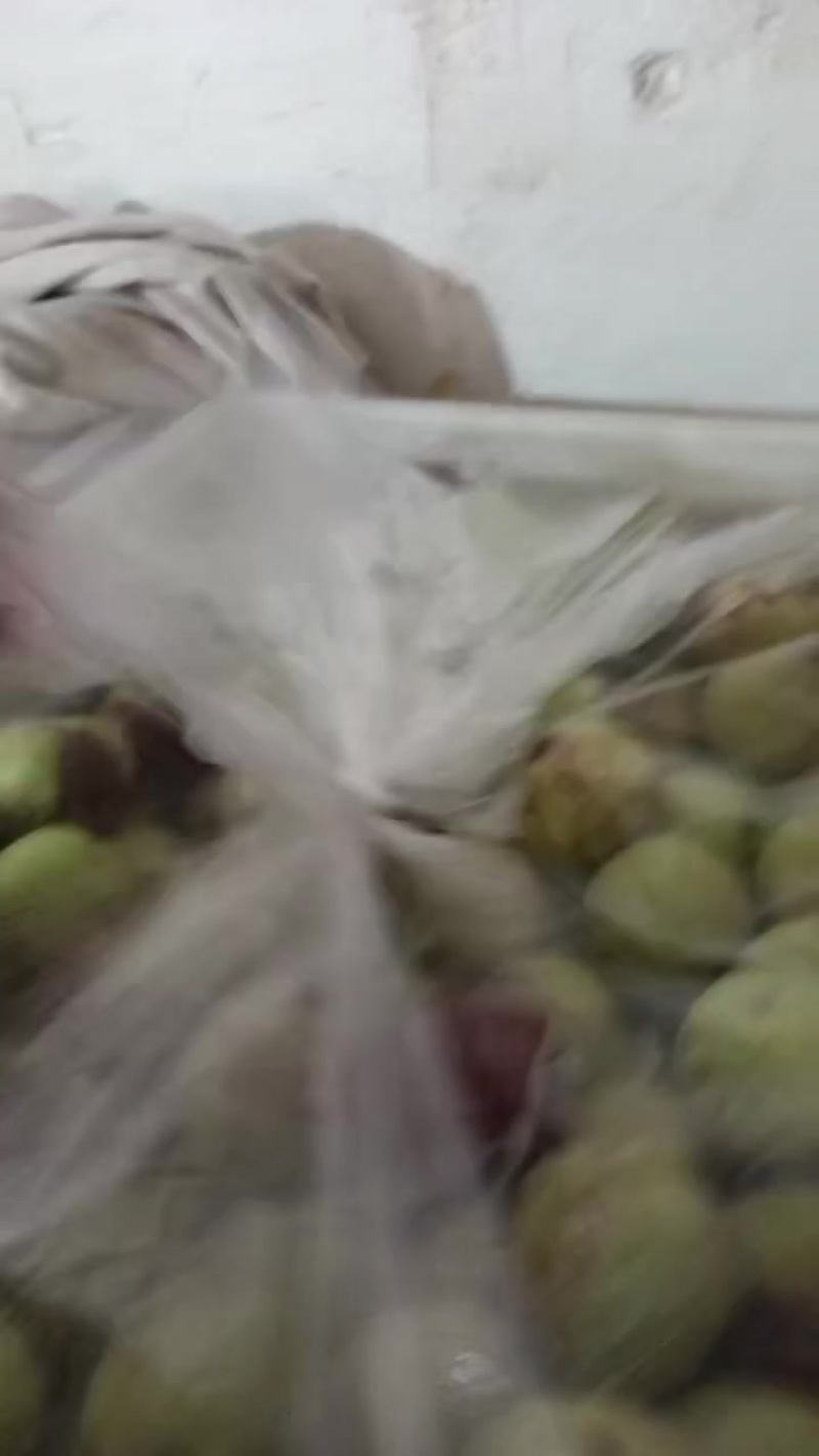 沾化冬枣