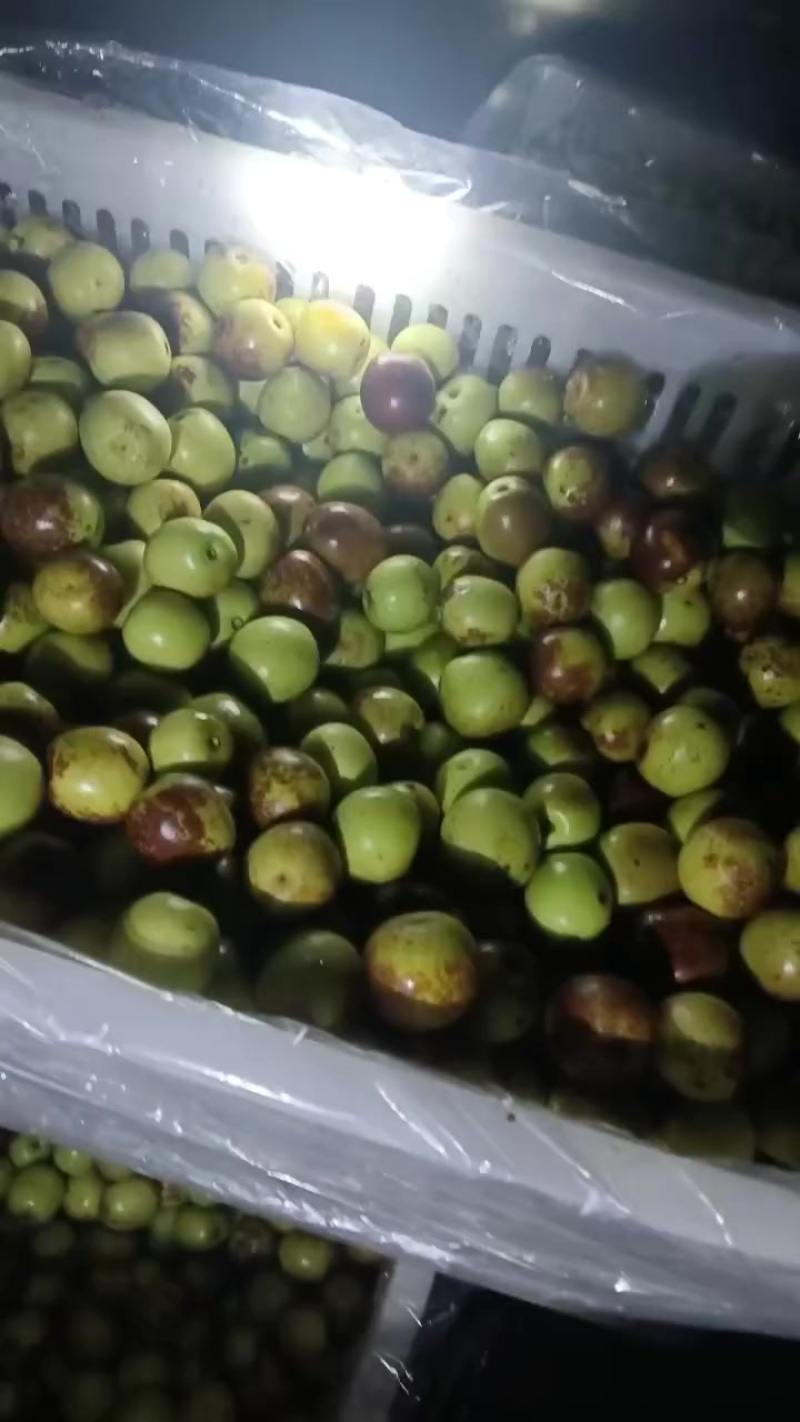 沾化冬枣