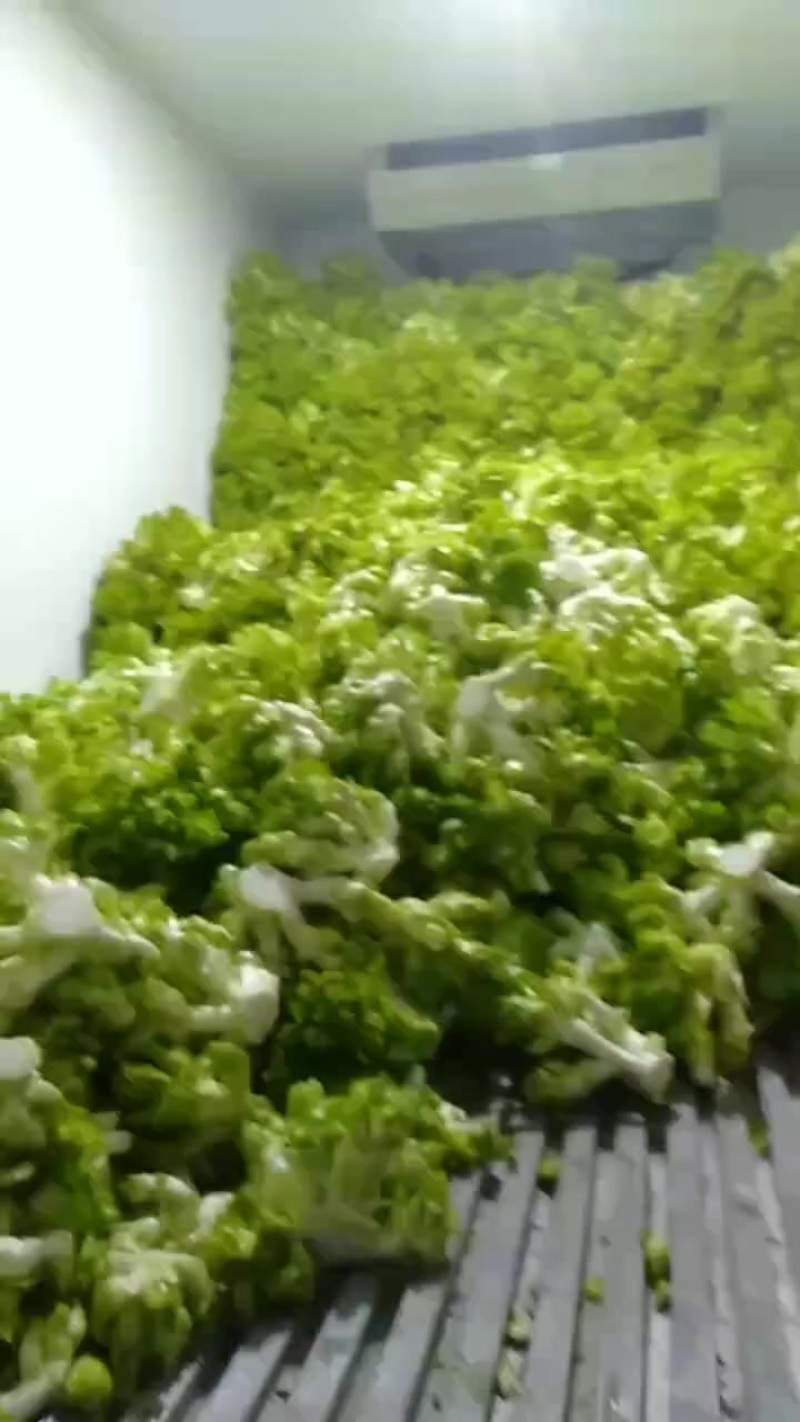 儿菜