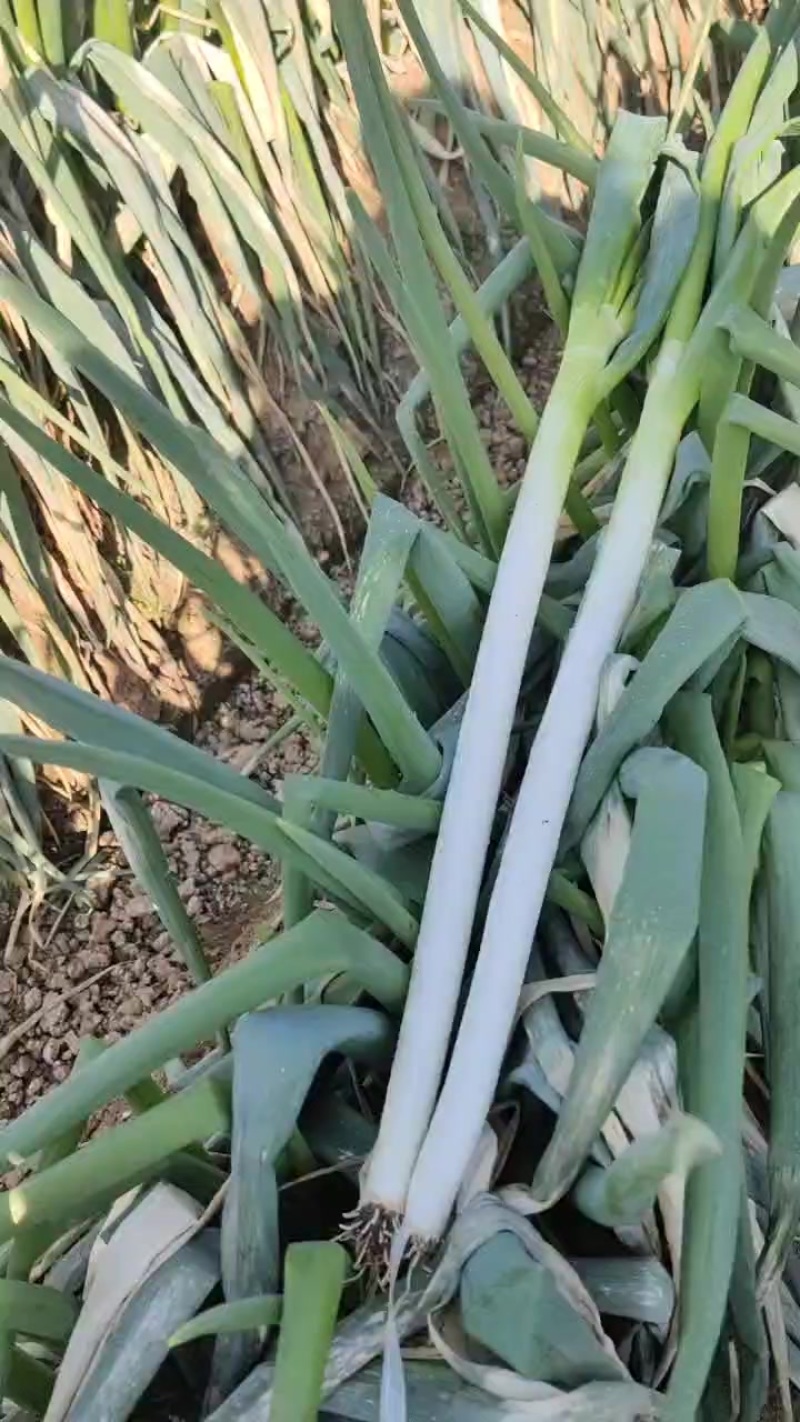 南阳铁杆大荵，杆硬，亮，可供市场，电商，工厂发货全国