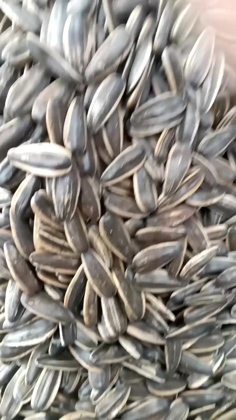 精品葵瓜子