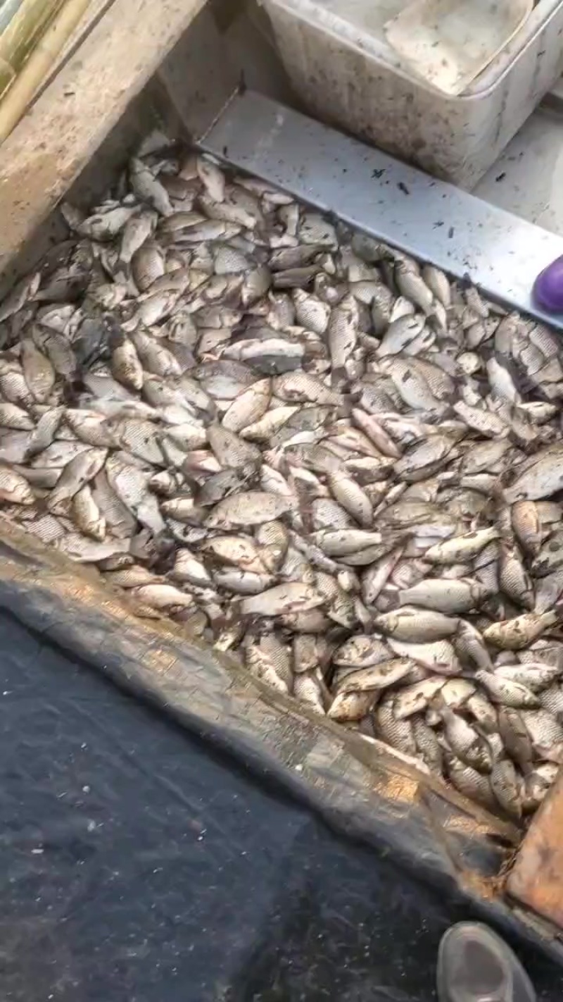 微山湖鲫鱼