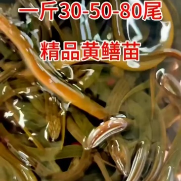 精品黄鳝苗种