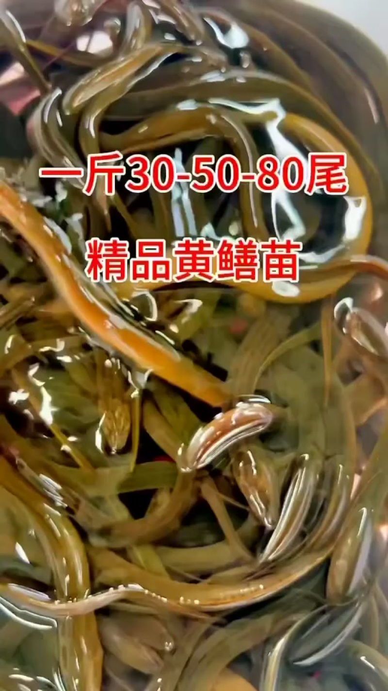 精品黄鳝苗种