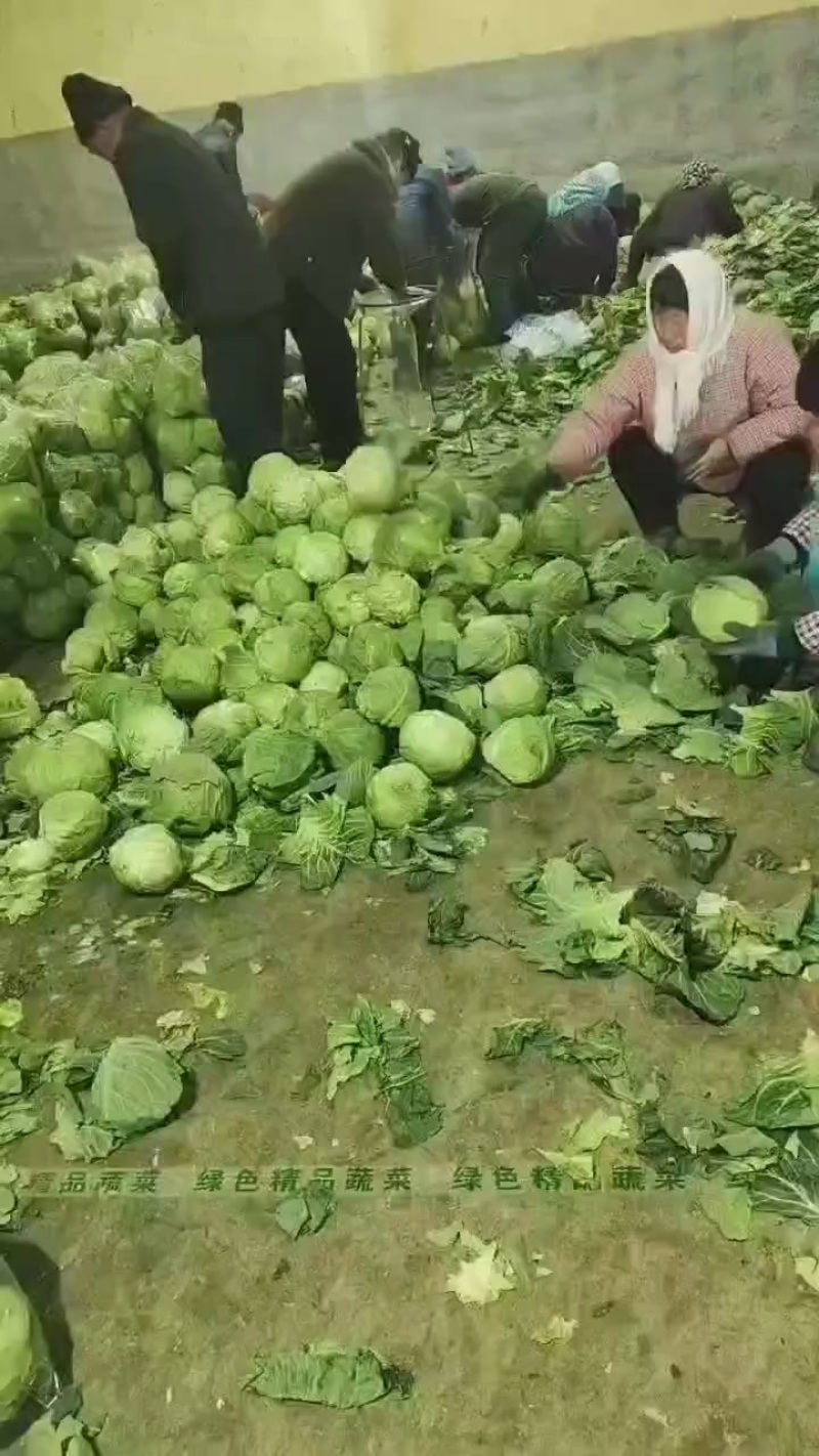 河北省昌黎县库存甘兰