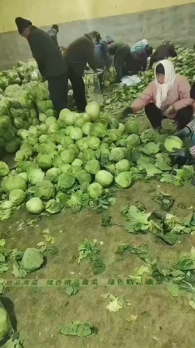河北省昌黎县库存甘兰