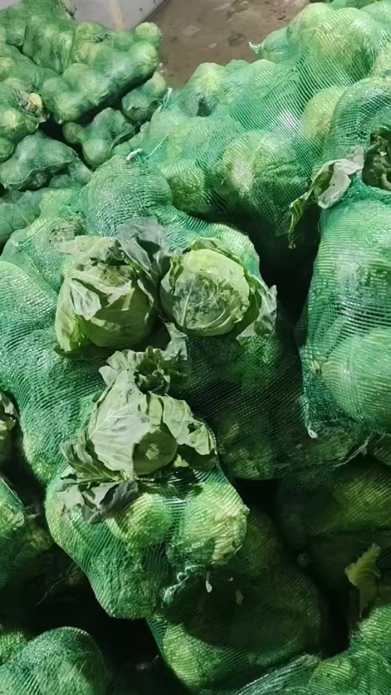 河北省昌黎县库存甘兰