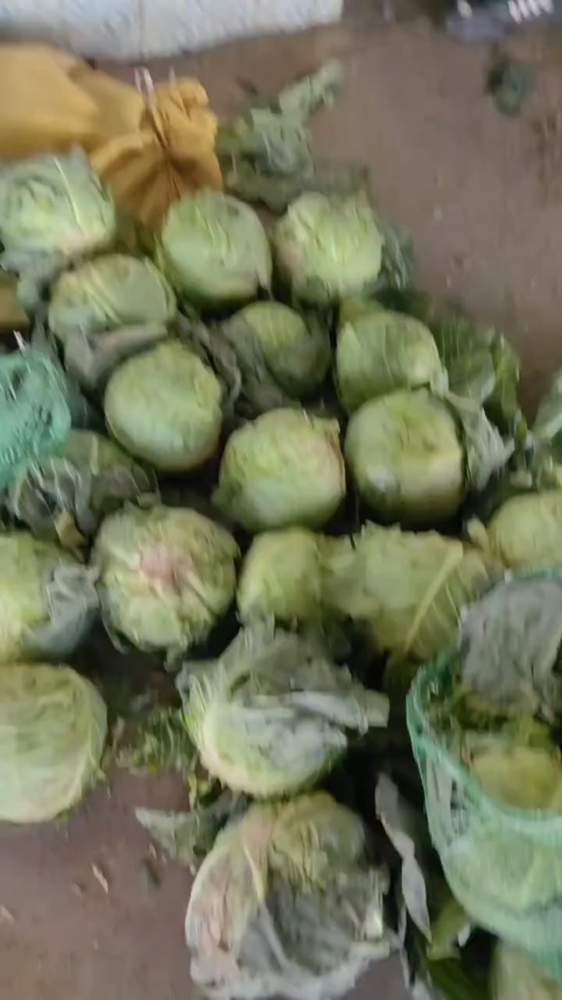河北省昌黎县库存甘兰