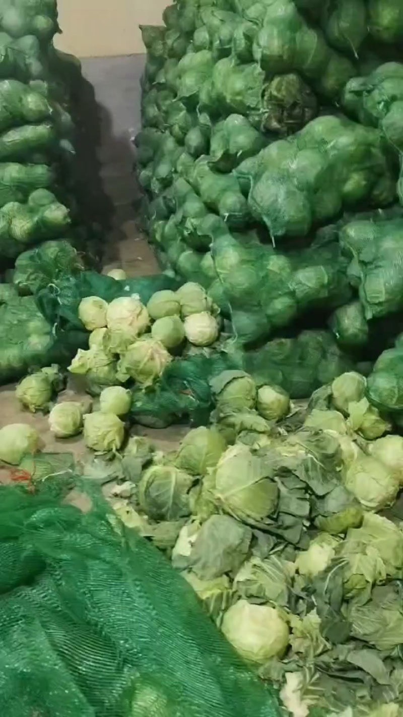 河北省昌黎县库存甘兰