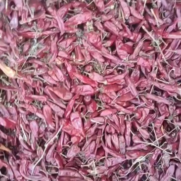山西忻州辣椒大量上市，品种有北京红，望都椒，高辣艳椒，北