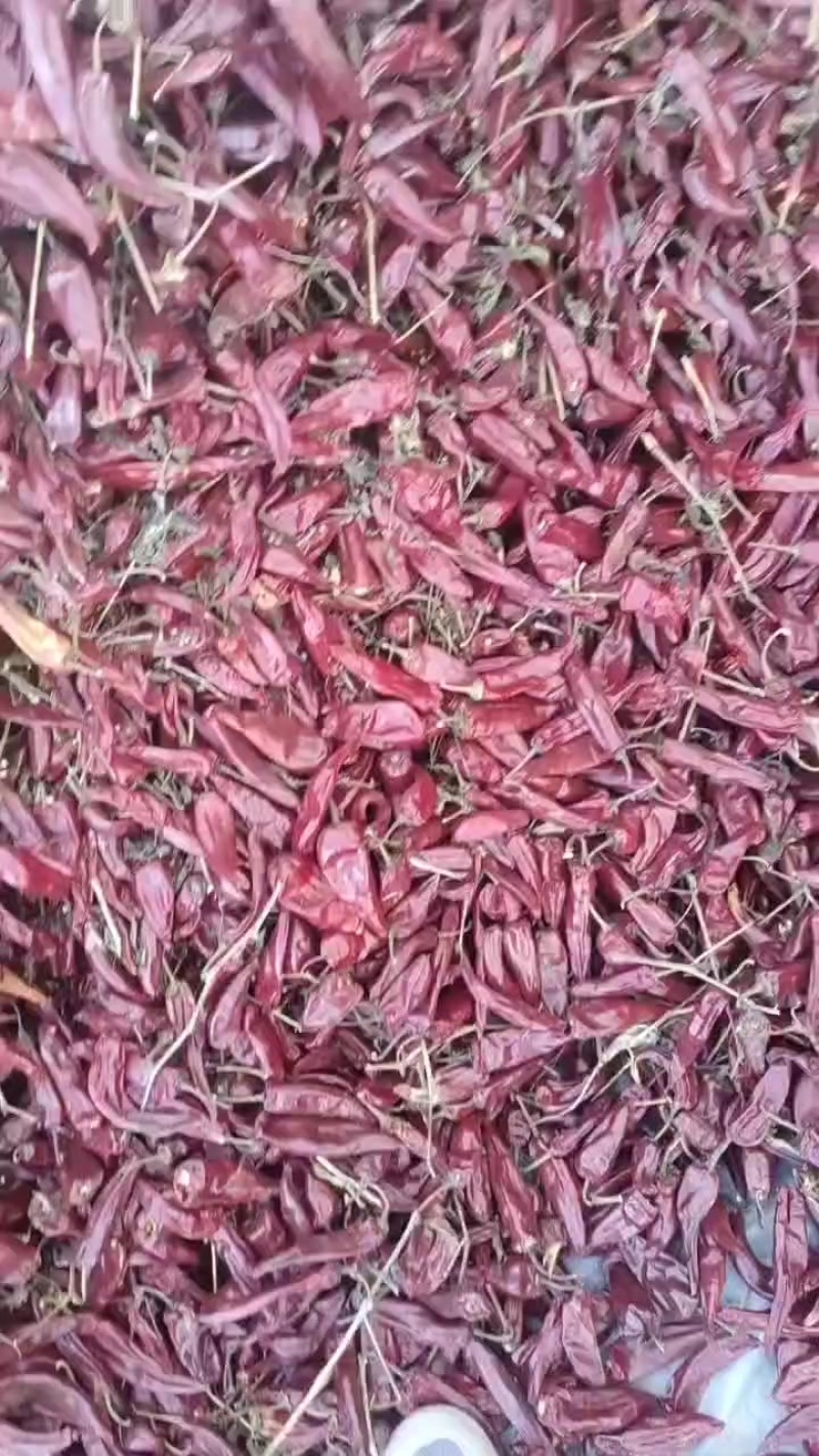 山西忻州辣椒大量上市，品种有北京红，望都椒，高辣艳椒，北