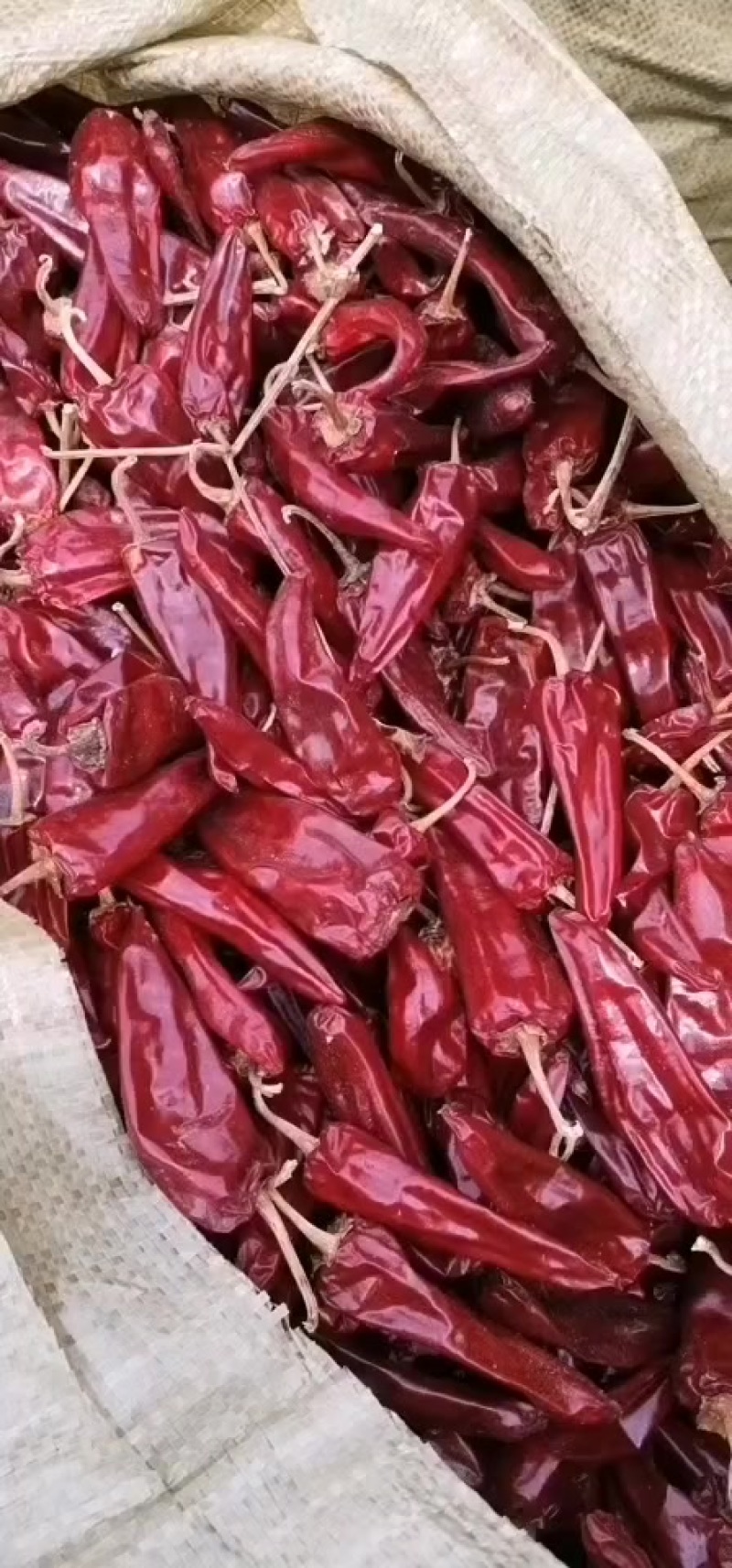 山西忻州辣椒大量上市，品种有北京红，望都椒，高辣艳椒，北
