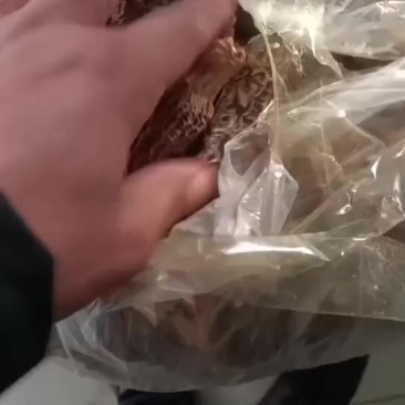 羊肚菌干货