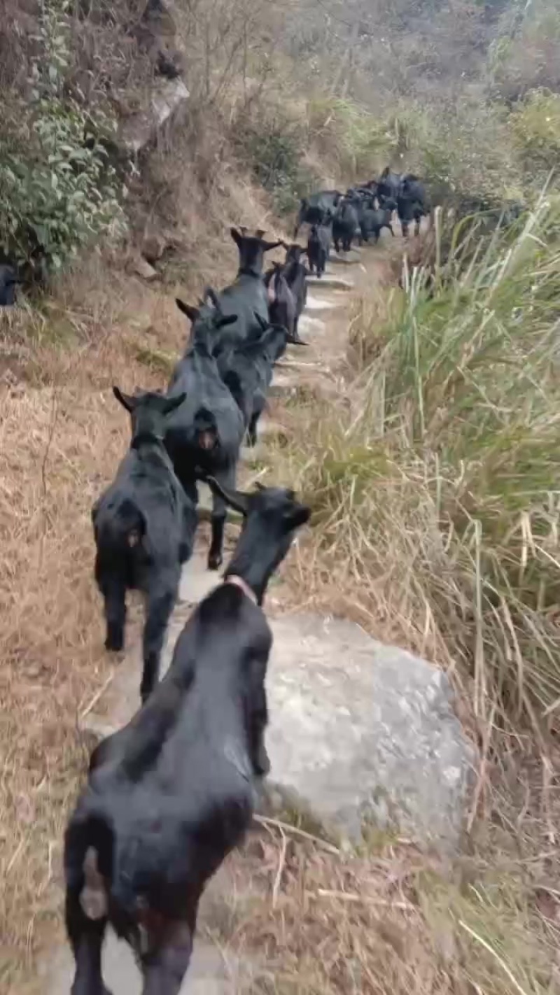 正宗浏阳黑山羊放上散养