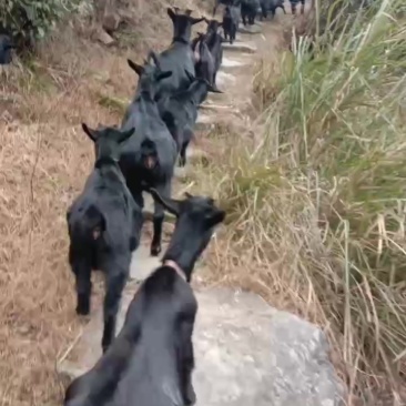 正宗浏阳黑山羊放上散养