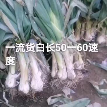 河北定州鸡腿大葱大置上市，各位老板要的联系我