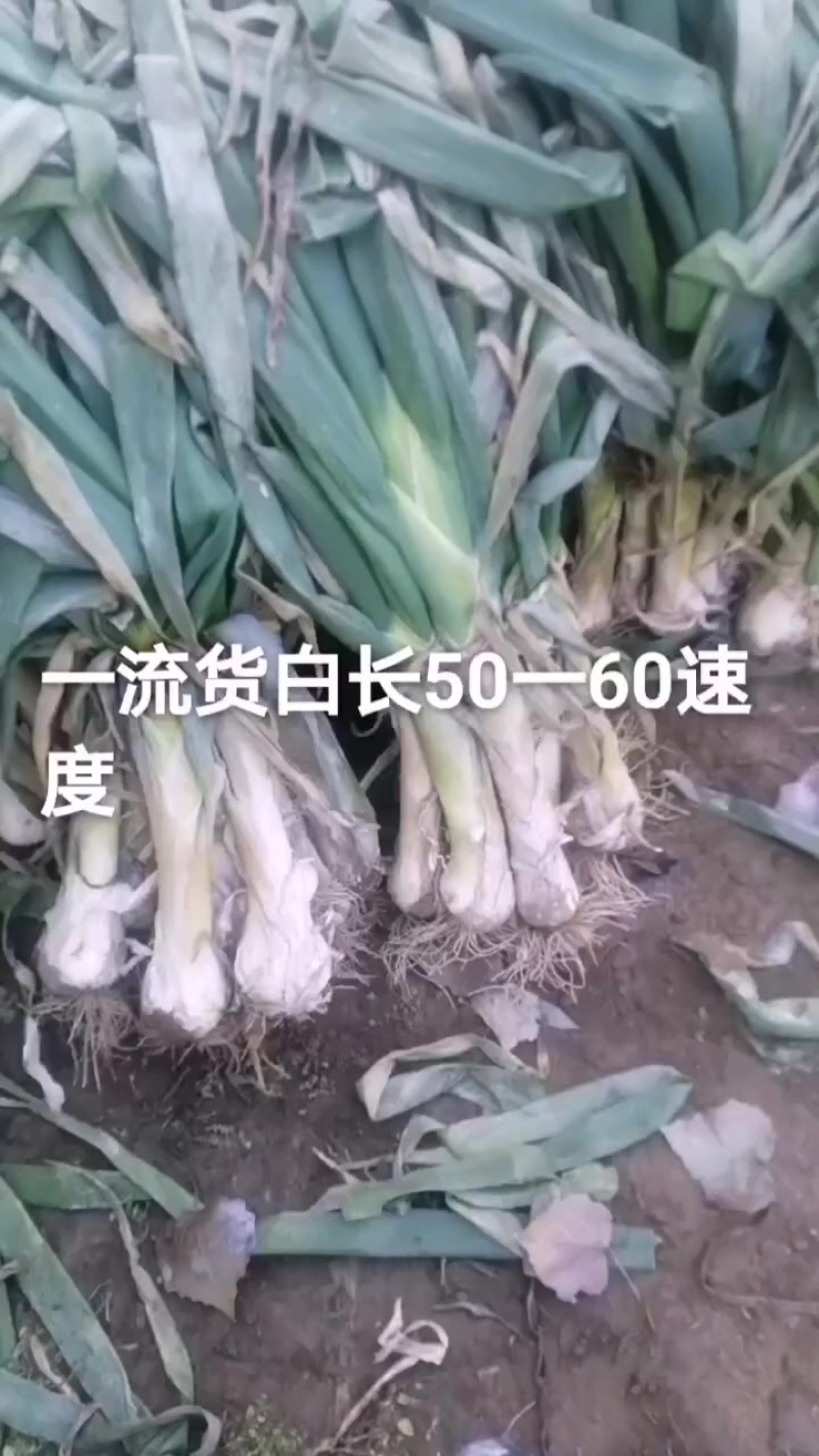 河北定州鸡腿大葱大置上市，各位老板要的联系我
