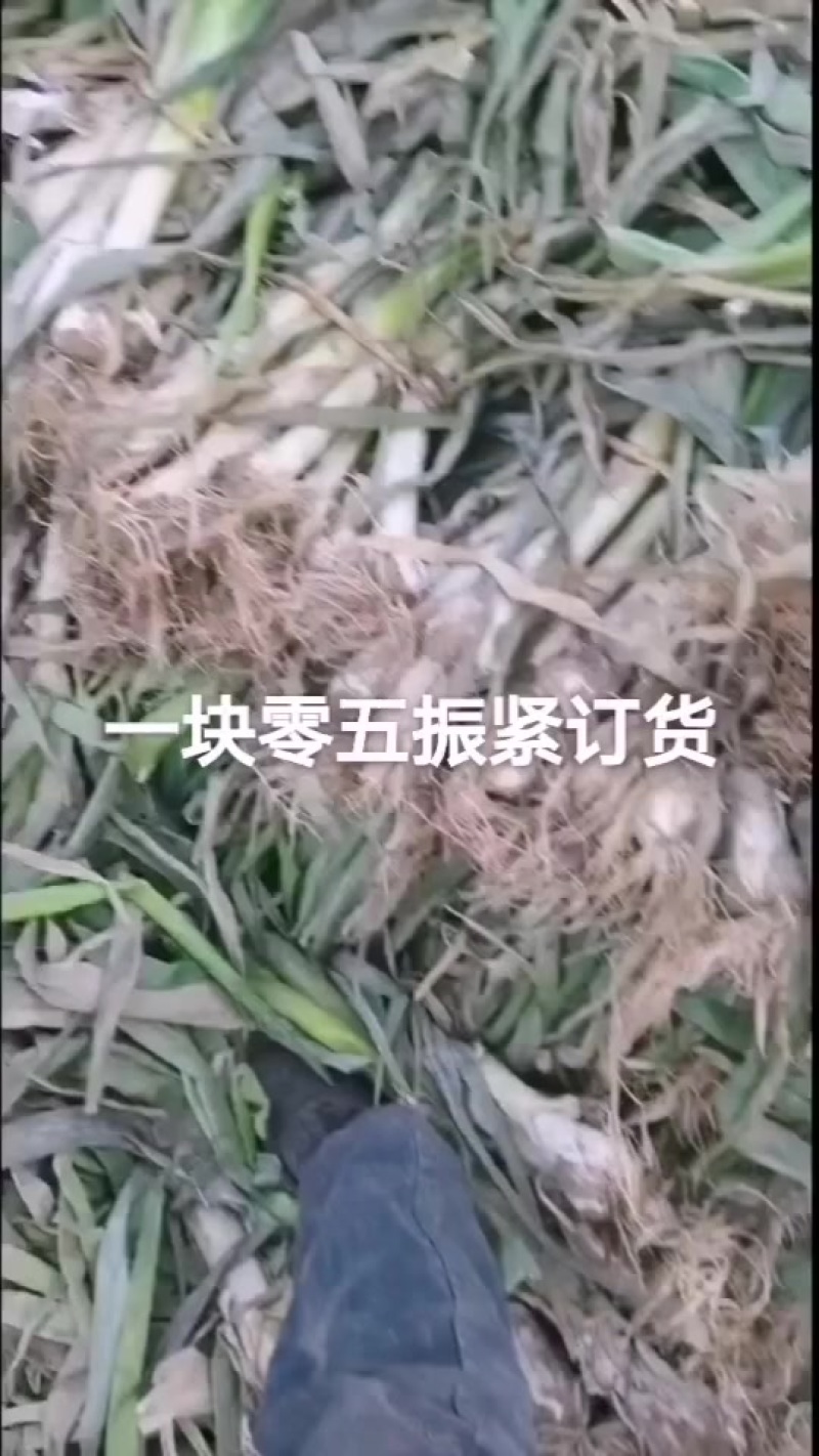 河北定州鸡腿大葱大置上市，各位老板要的联系我