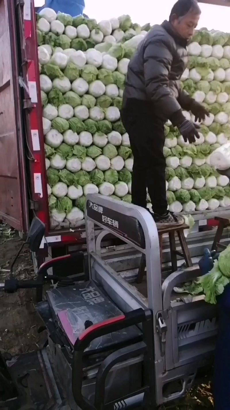 河北定州白菜大量上市各位老板要的联系我