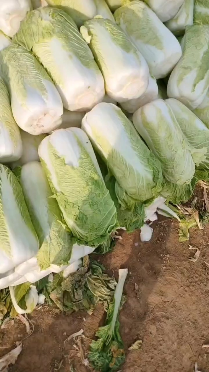 河北定州白菜大量上市各位老板要的联系我