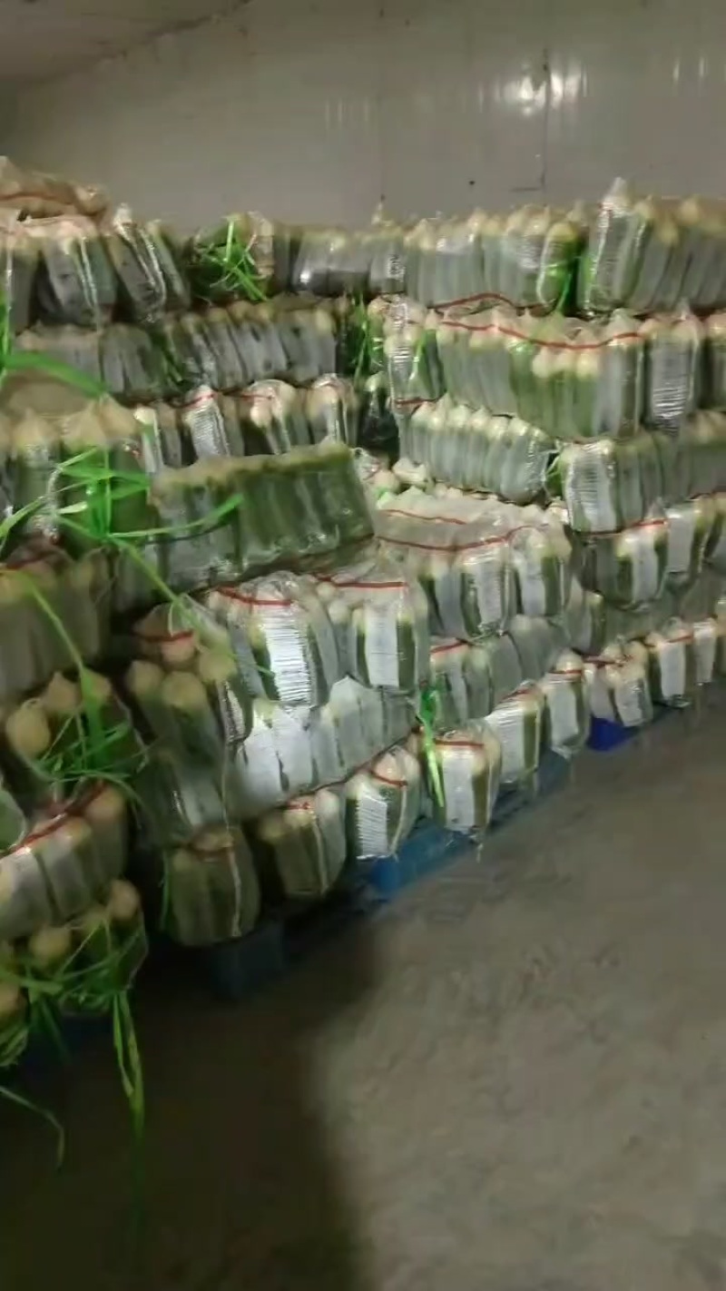 脆甜青萝卜水果萝卜