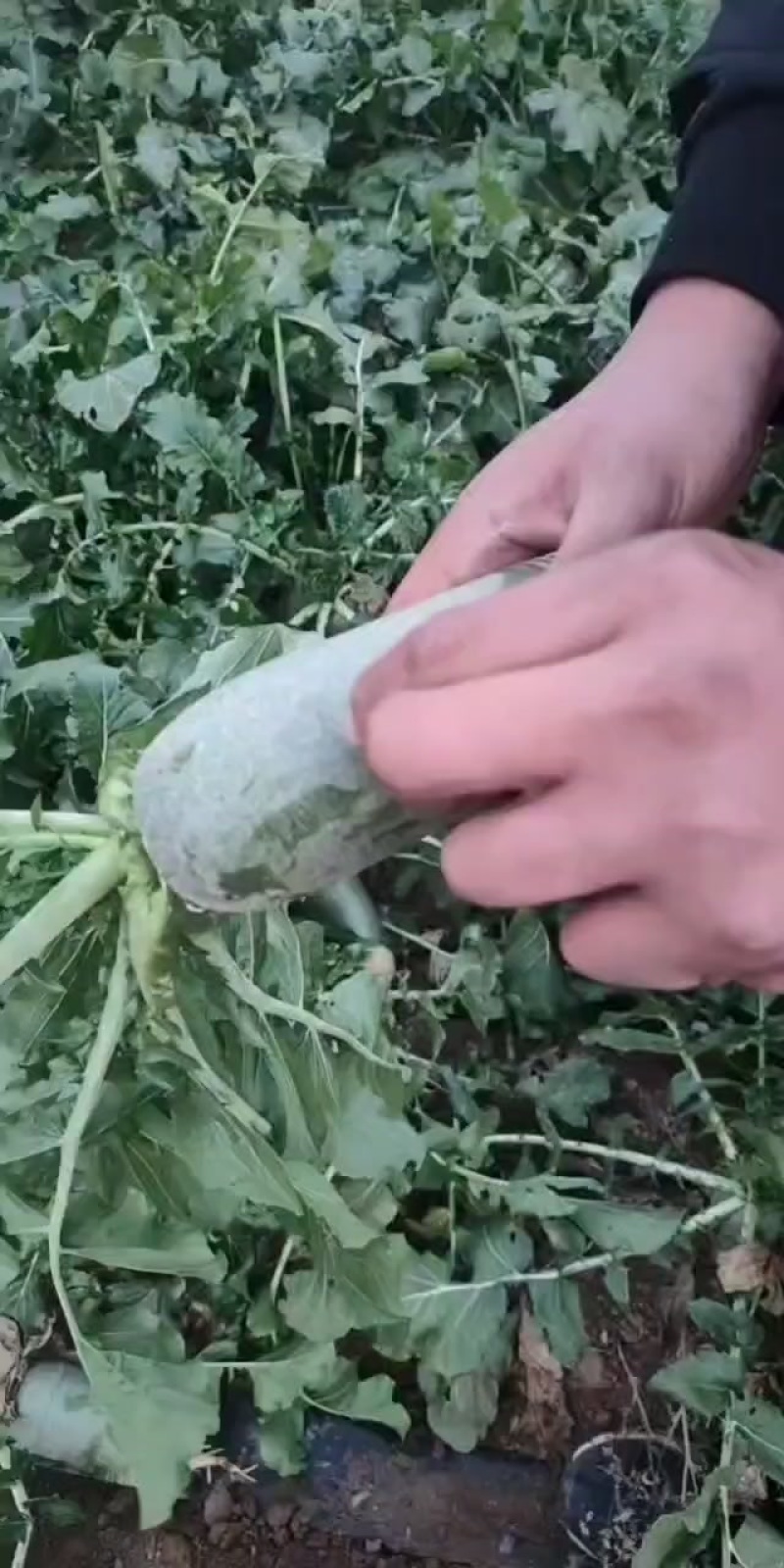 脆甜青萝卜水果萝卜