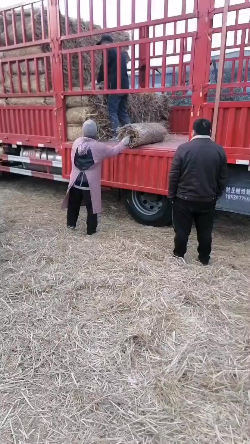 草帘草苫批发保暖稻草草苫子大棚草帘绿化草帘草苫子