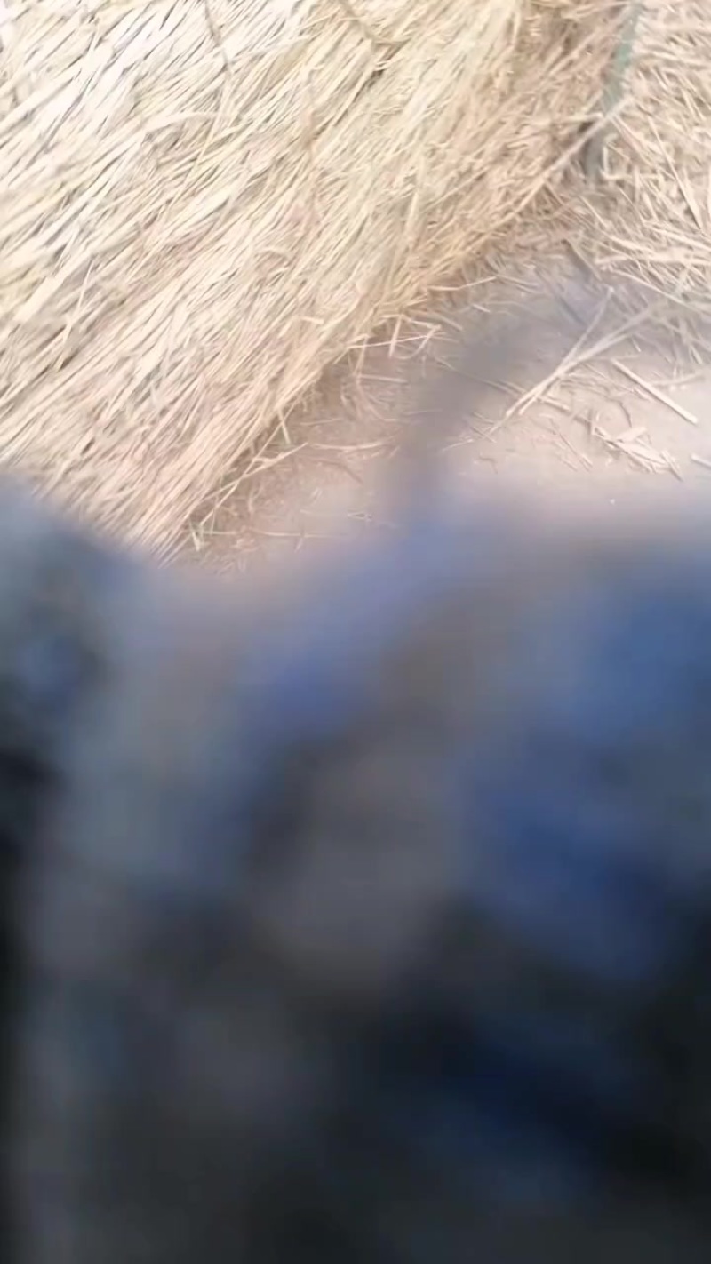 草帘草苫批发保暖稻草草苫子大棚草帘绿化草帘草苫子