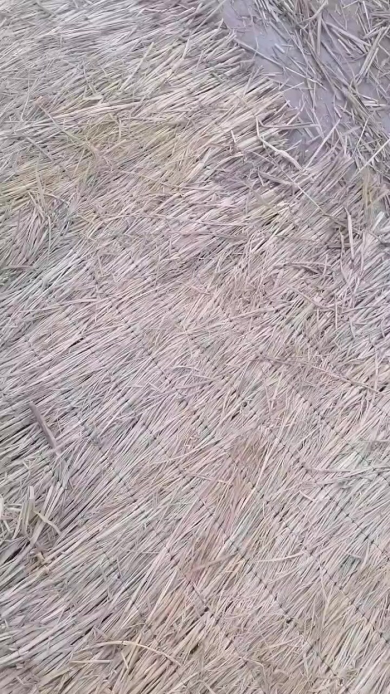 草帘草苫批发保暖稻草草苫子大棚草帘绿化草帘草苫子