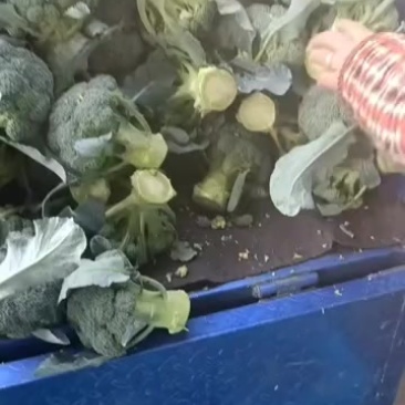 精品西兰花大量供应中