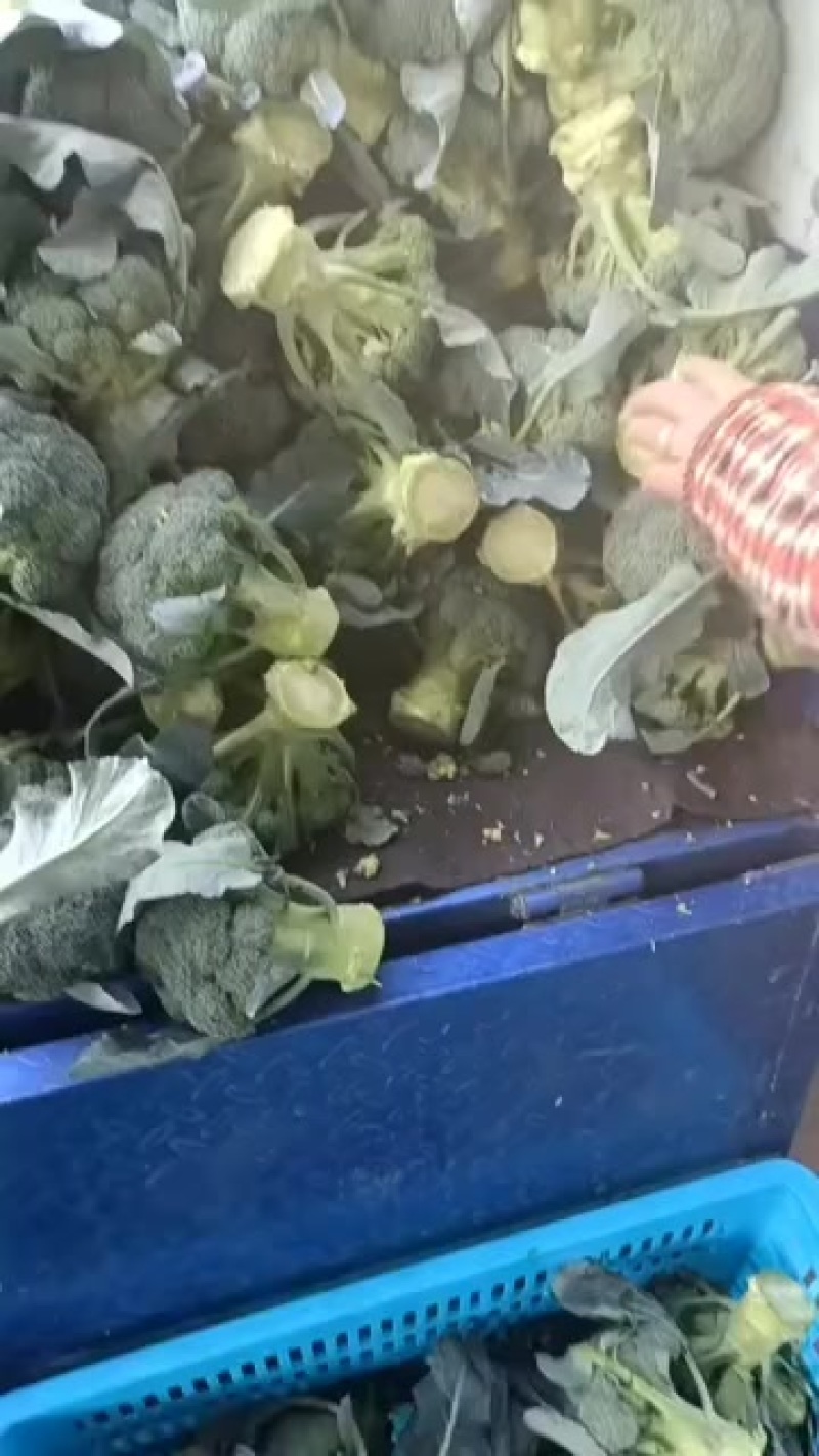 精品西兰花大量供应中