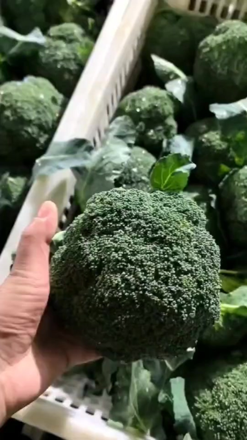 精品西兰花大量供应中