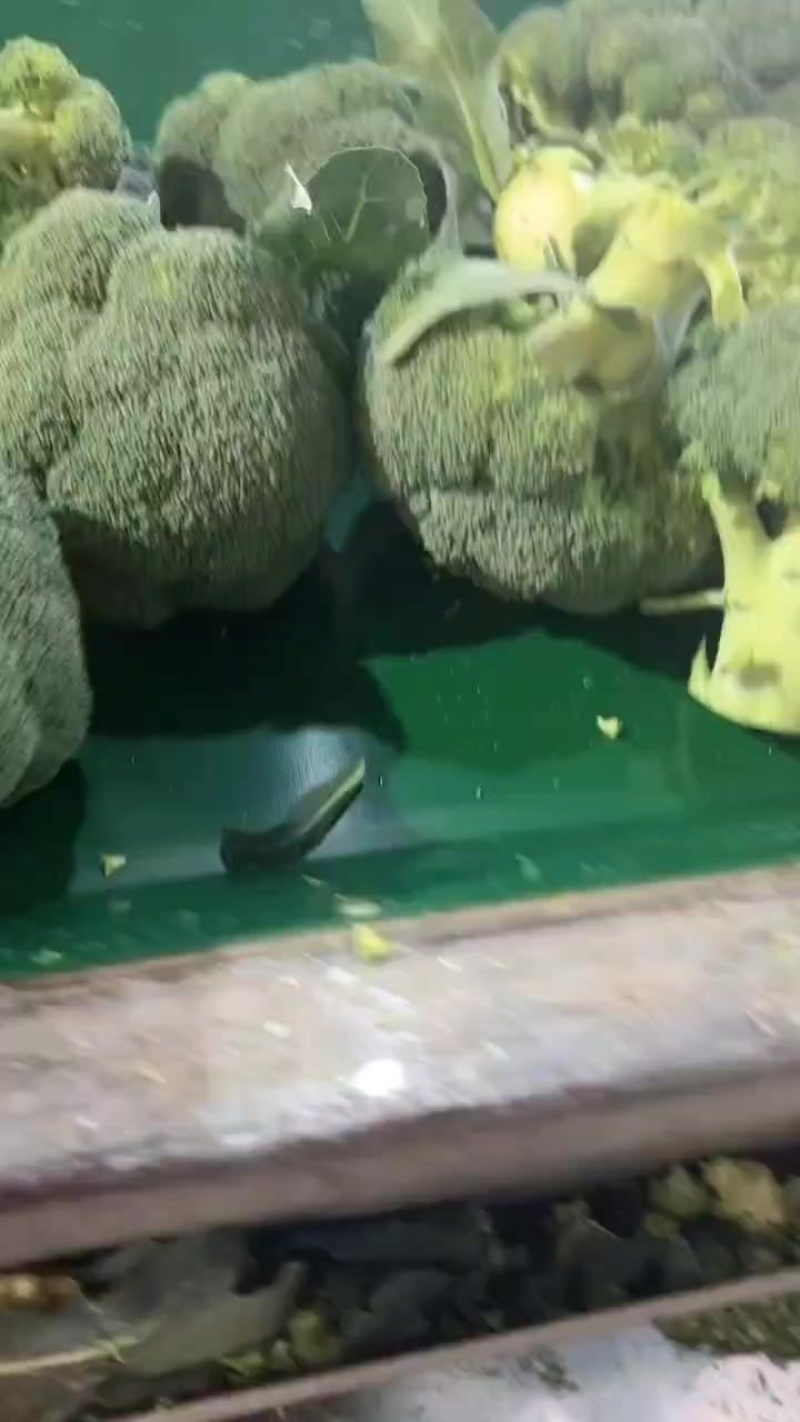 精品西兰花大量供应中