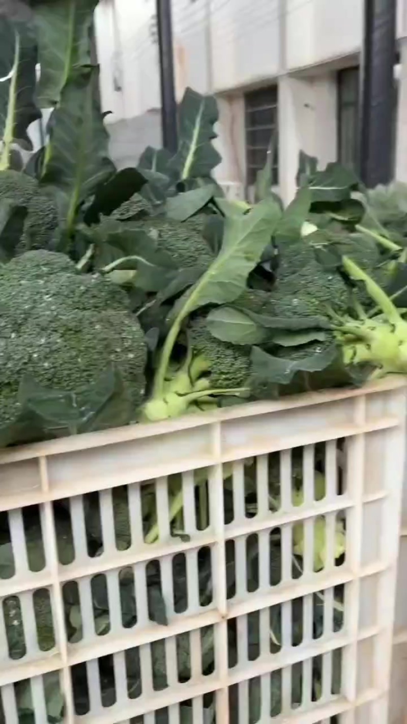 精品西兰花大量供应中