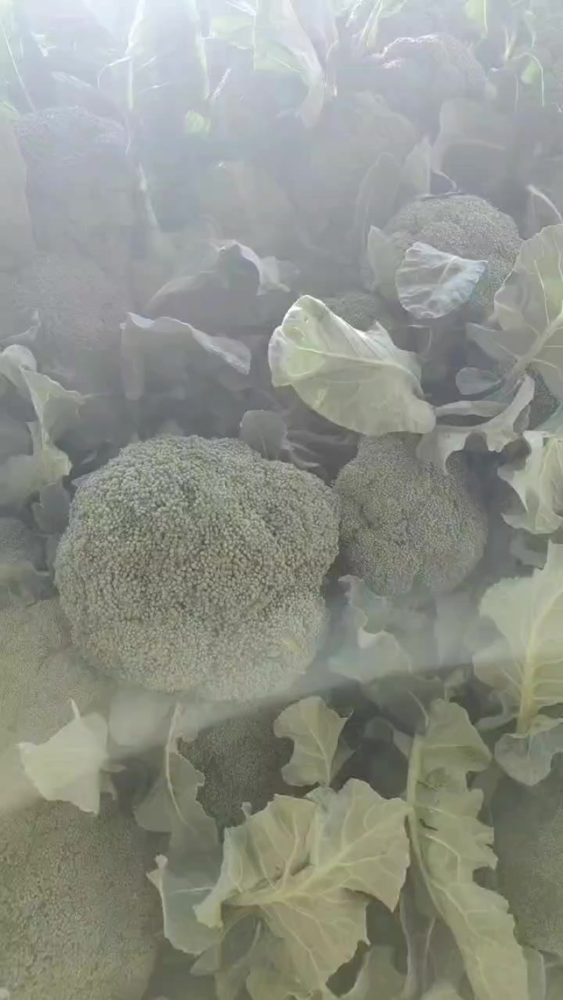 精品西兰花大量供应中