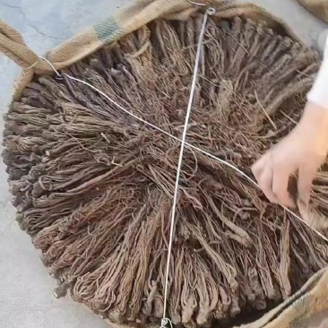 甘肃岷县当归新货全干个子无硫当归中货