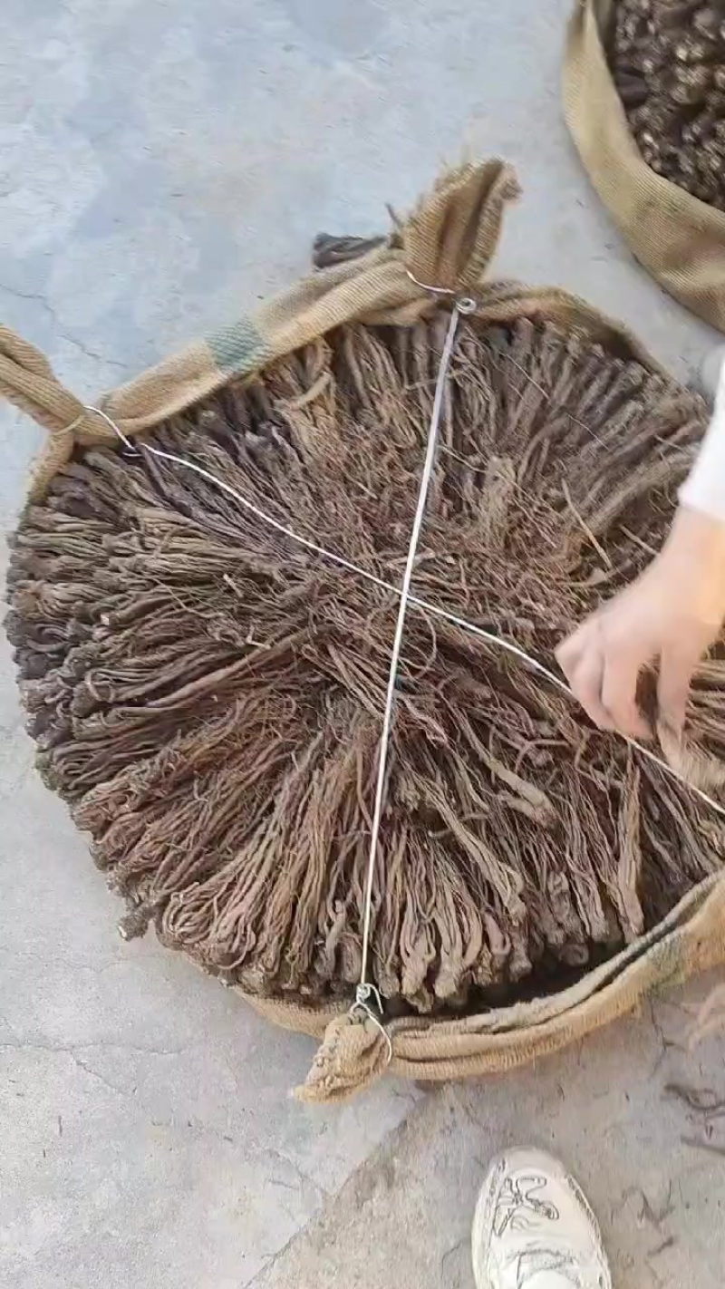 甘肃岷县当归新货全干个子无硫当归中货