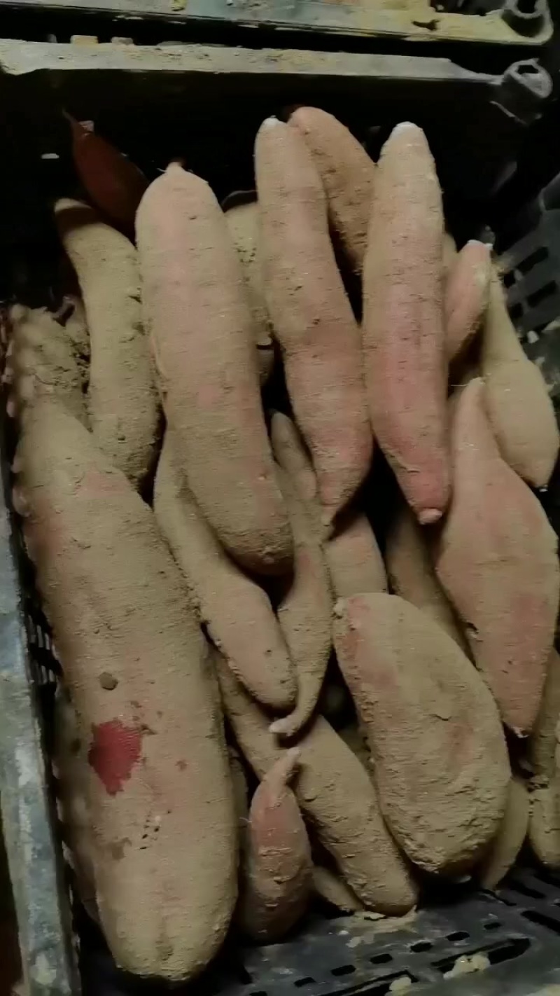 西瓜红通货