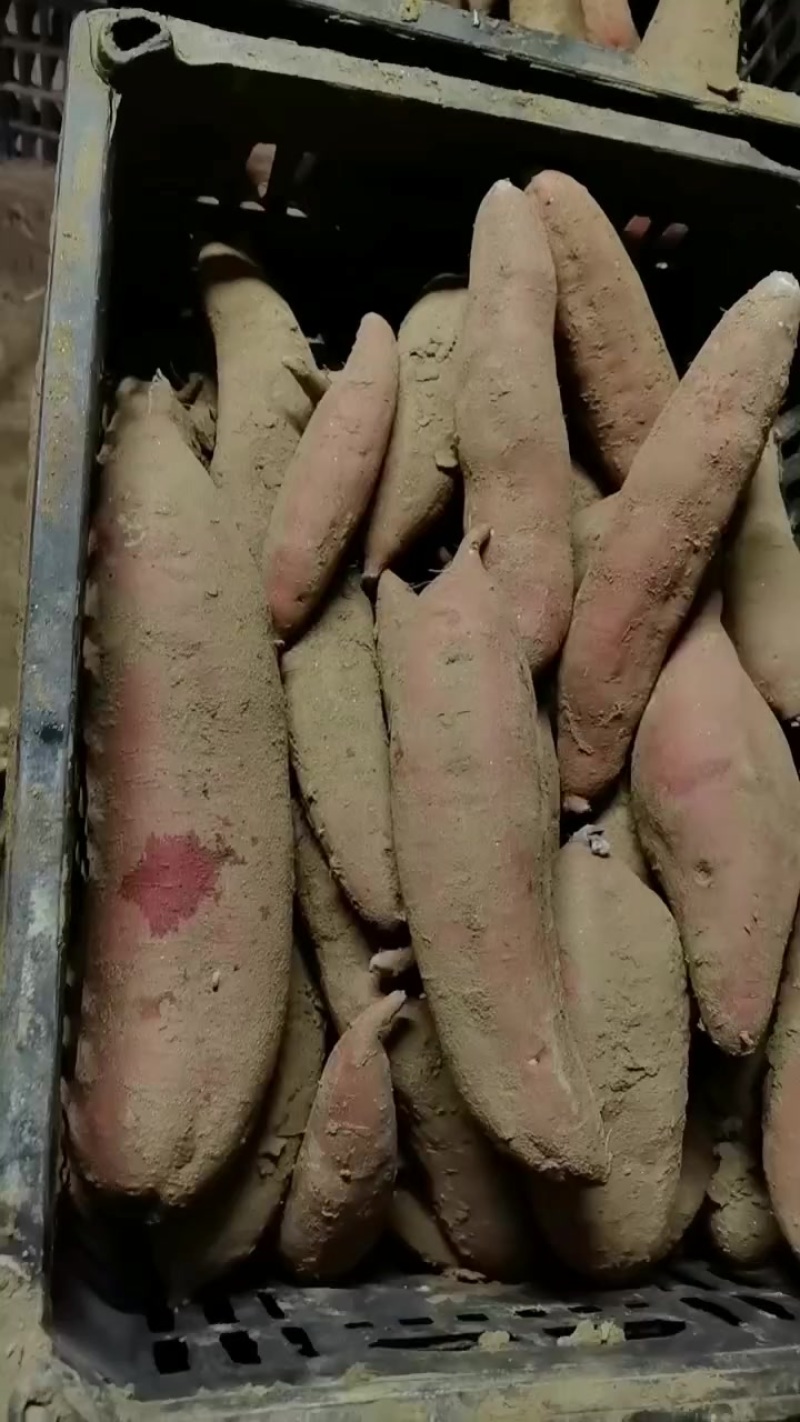 西瓜红通货