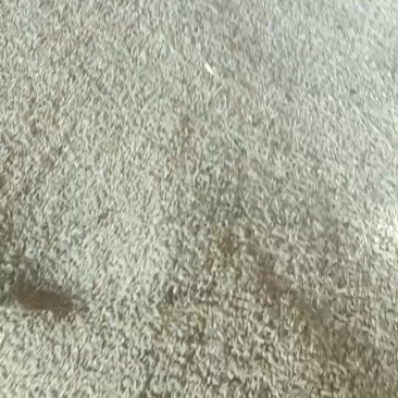自己家种的稻花香