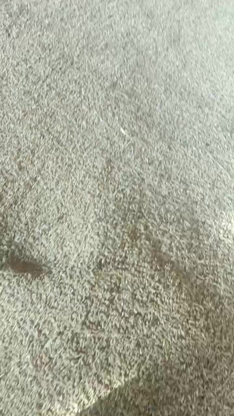 自己家种的稻花香