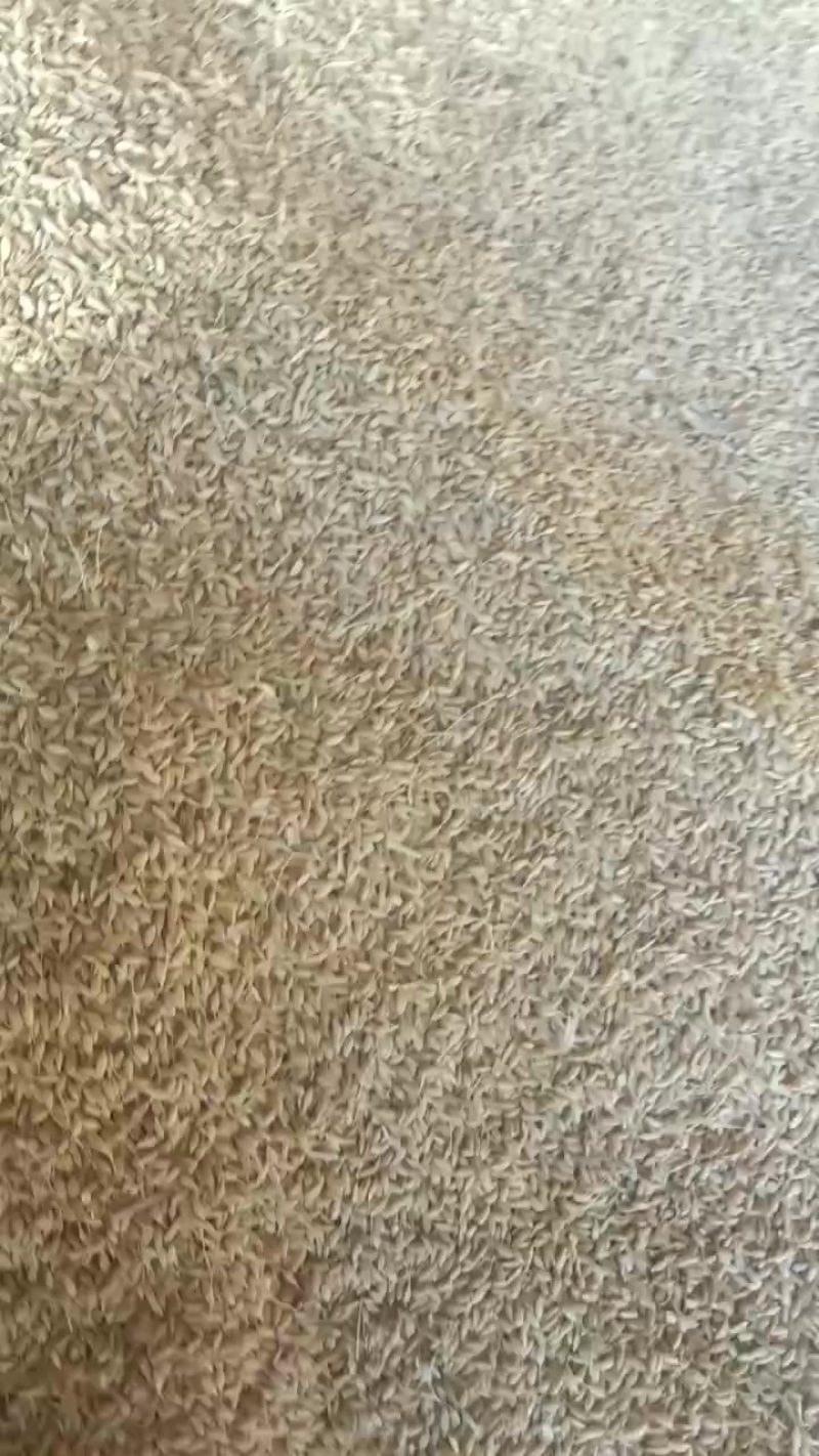 自己家种的稻花香