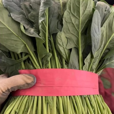 好菠菜