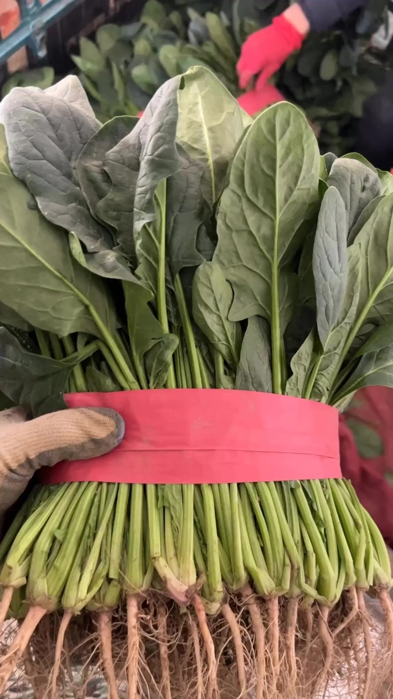好菠菜